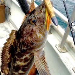 Fishing Armory 50 Cal Cod Rattling Round Lure