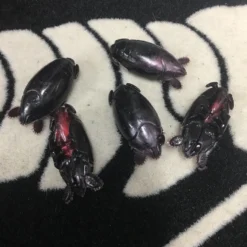 Yummee Lure Co. FISHING TACKLE Yummee Sand Flea